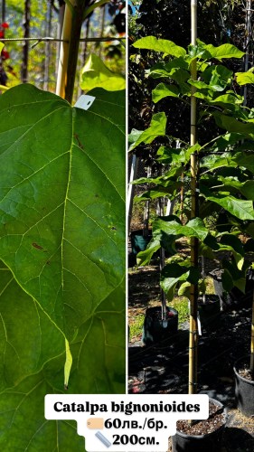 catalpa bignonioides60